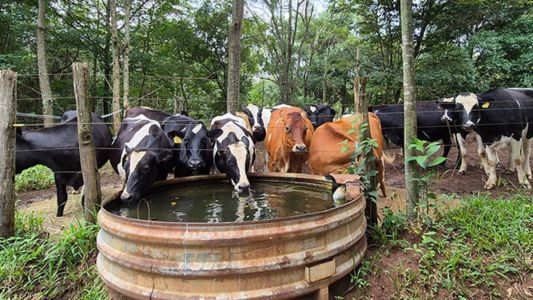 Estudo revela práticas que reduzem a pegada hídrica e o uso de água na produção de leite