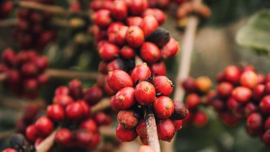 Plantação de café