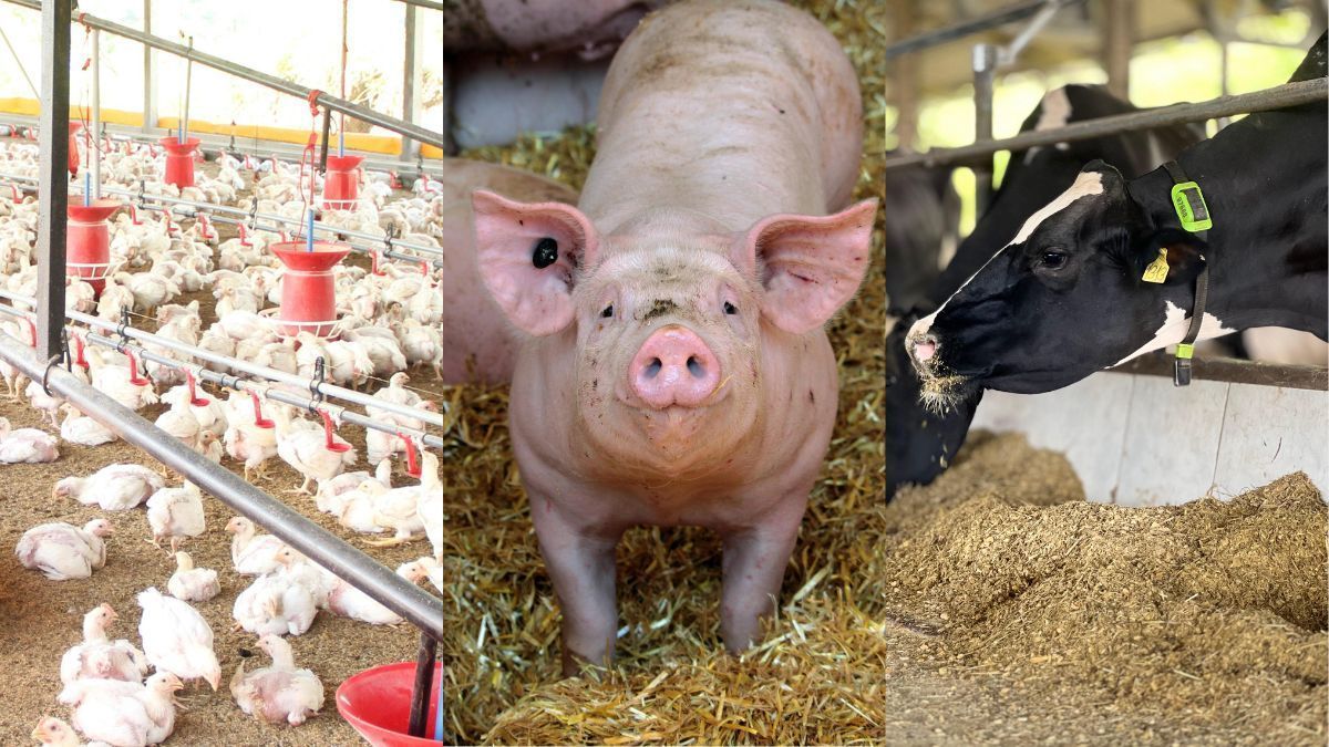 Abates de bovinos, suínos e frangos têm forte crescimento no 3º trimestre de 2025