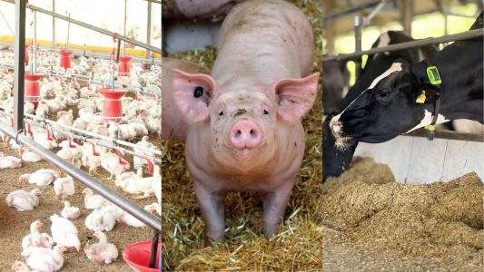 Abates de bovinos, suínos e frangos têm forte crescimento no 3º trimestre de 2025