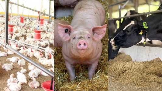 Abates de bovinos, suínos e frangos têm forte crescimento no 3º trimestre de 2025