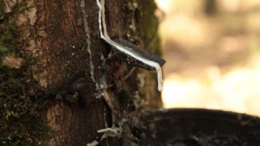Preço de referência de importação da borracha natural sobre 3,0% em dezembro