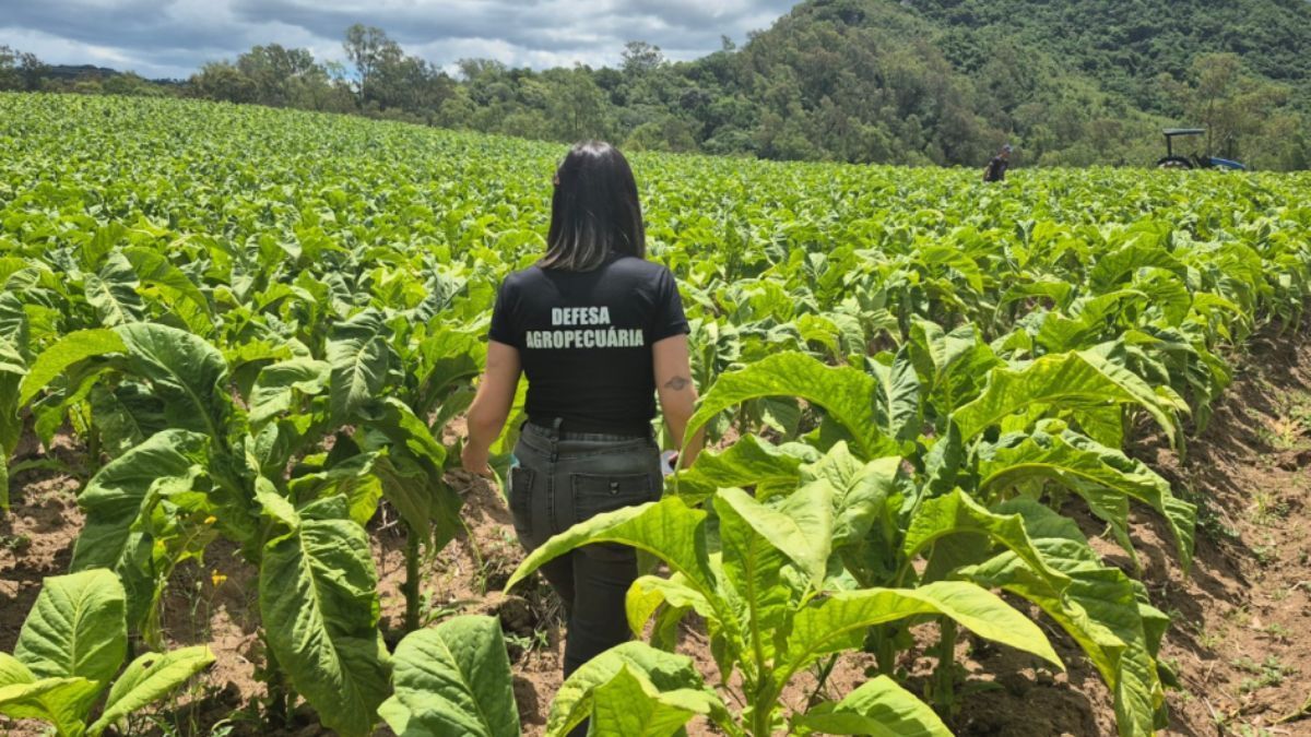 Inspeção fitossanitária mantém tabaco gaúcho apto a atender mercados mais exigentes