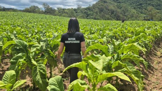 Inspeção fitossanitária mantém tabaco gaúcho apto a atender mercados mais exigentes