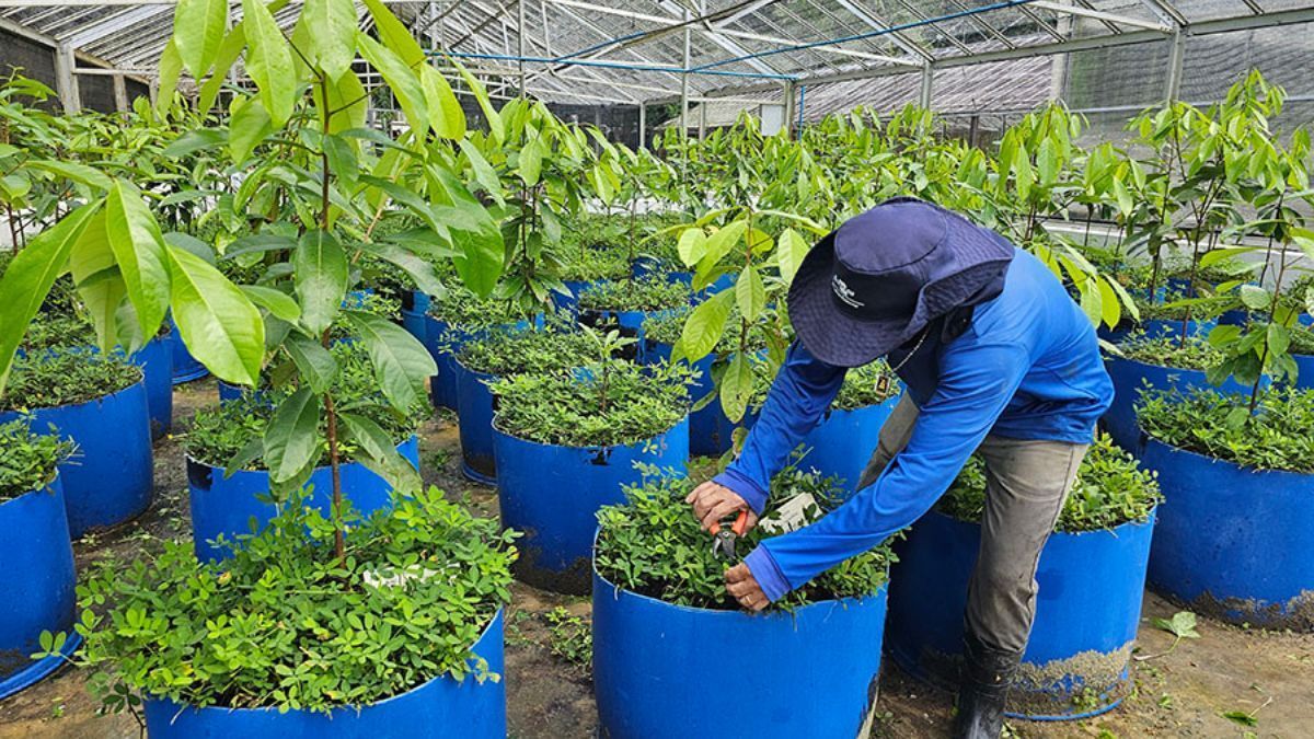 Pesquisa avança para viabilizar produção sustentável do pau-rosa na Amazônia