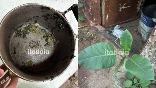 'Falsa couve' que deixou três pessoas em estado grave já matou uma pessoa em MG