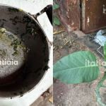 'Falsa couve' que deixou três pessoas em estado grave já matou uma pessoa em MG