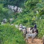 Ibama lamenta morte de colaborador baleado em terra indígena no Pará