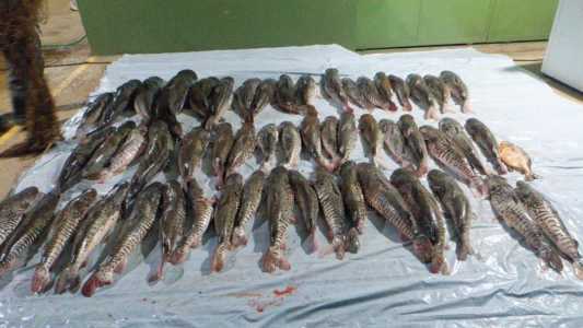 Pescados das espécies Pintado e Cachara