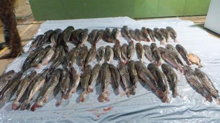 Pescados das espécies Pintado e Cachara