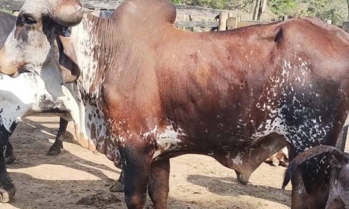 Polícia Civil recupera cabeças de gado furtadas em Muriaé (MG)