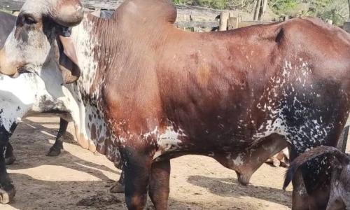 Cabeças de gado furtadas foram recuperadas pela Polícia Civil de Muriaé, na Zona da Mata