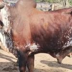 Polícia Civil recupera cabeças de gado furtadas em Muriaé (MG)