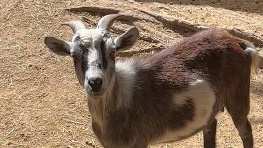 Cabra é usada como 'elogio' na cultura norte-americana
