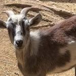 Astro da NBA faz 'elogio inusitado' a Neymar em publicação nas redes sociais