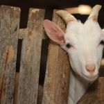 Arábia Saudita formaliza interesse no mercado de caprinos brasileiros