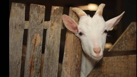 Cabras são criaturas dóceis e sociáveis
