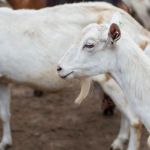 Fiscalização atua contra comércio de cabritos no Centro de Juiz de Fora