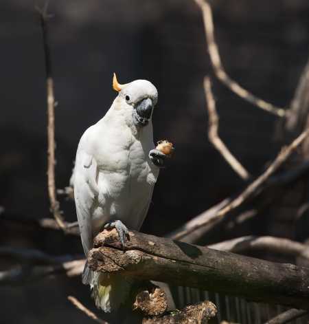 Algumas espécies de cacatua podem viver até 80 anos, o que representa um compromisso de longo prazo