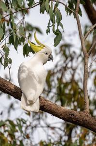 Cacatua