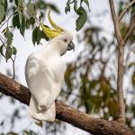 Cacatuas surpreendem com 30 movimentos de dança, revela estudo