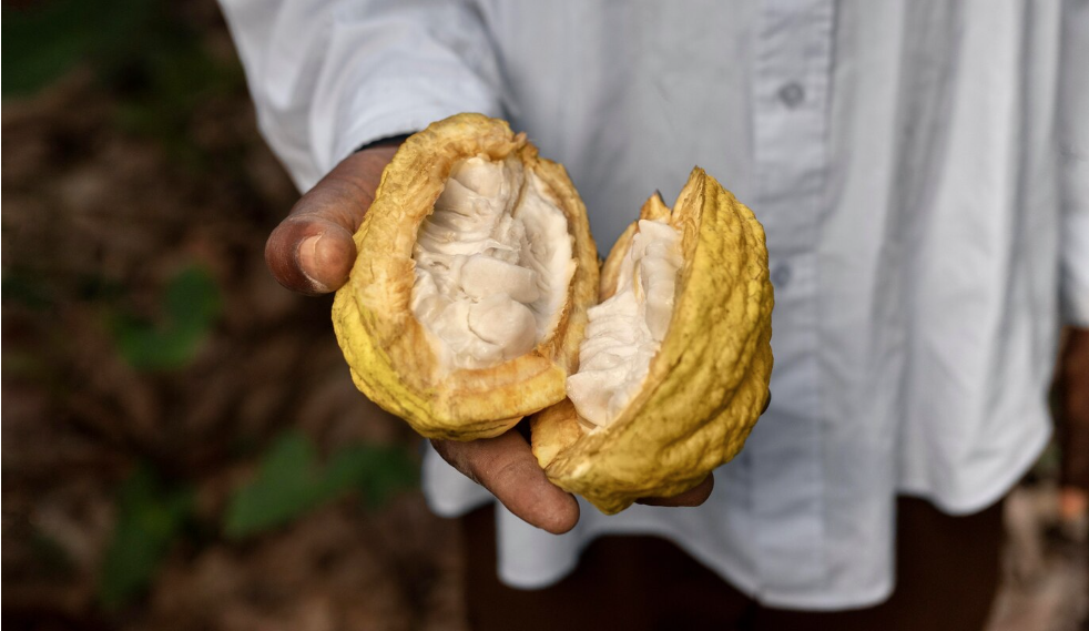 Estudo revela que cacau nasceu na Amazônia equatoriana