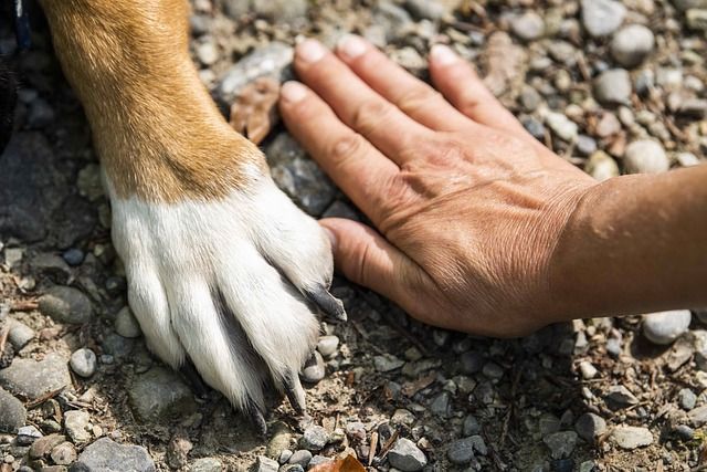 Homem que enterrou cachorro vivo é condenado à prisão