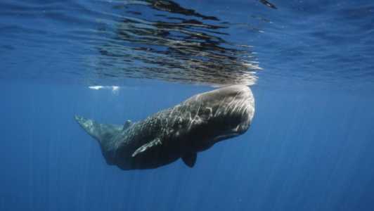Foto mostra baleia cachalote