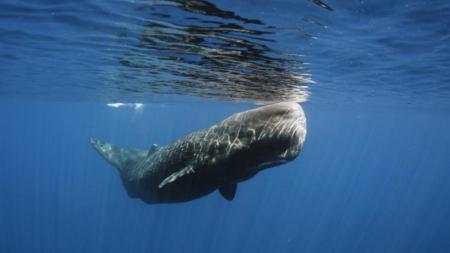 Foto mostra baleia cachalote
