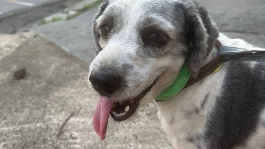 Cachorra encontrada no bairro Santa Amélia