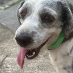 Cadela é encontrada no Santa Amélia e família procura por donos