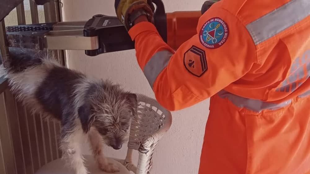 Bombeiros usam desencarcerador para salvar cachorrinho preso em grande de portão 