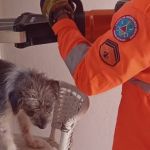Bombeiros usam desencarcerador para salvar cachorrinho preso em grande de portão 