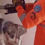 Bombeiros usam desencarcerador para salvar cachorrinho preso em grande de portão