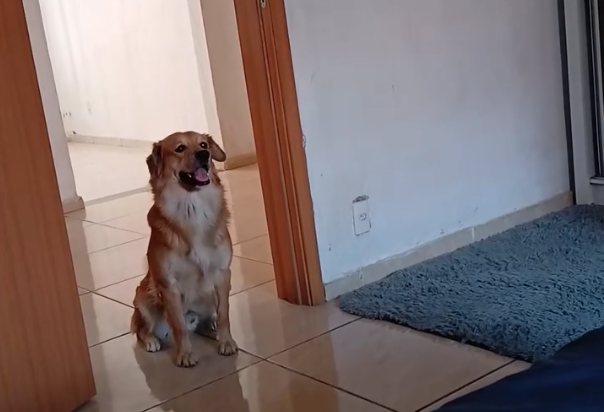 Confira dicas para ensinar seu pet a fazer xixi no lugar certo
