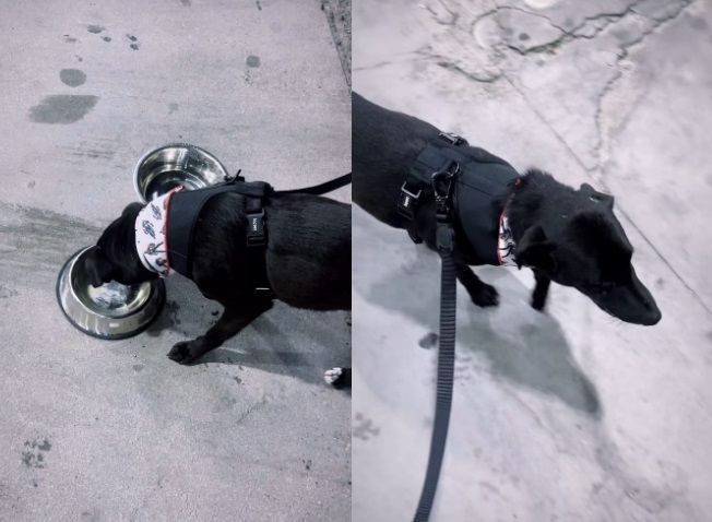 Conexão especial: Pedro Scooby publica novas imagens de pet adotado por ele após resgate no RS