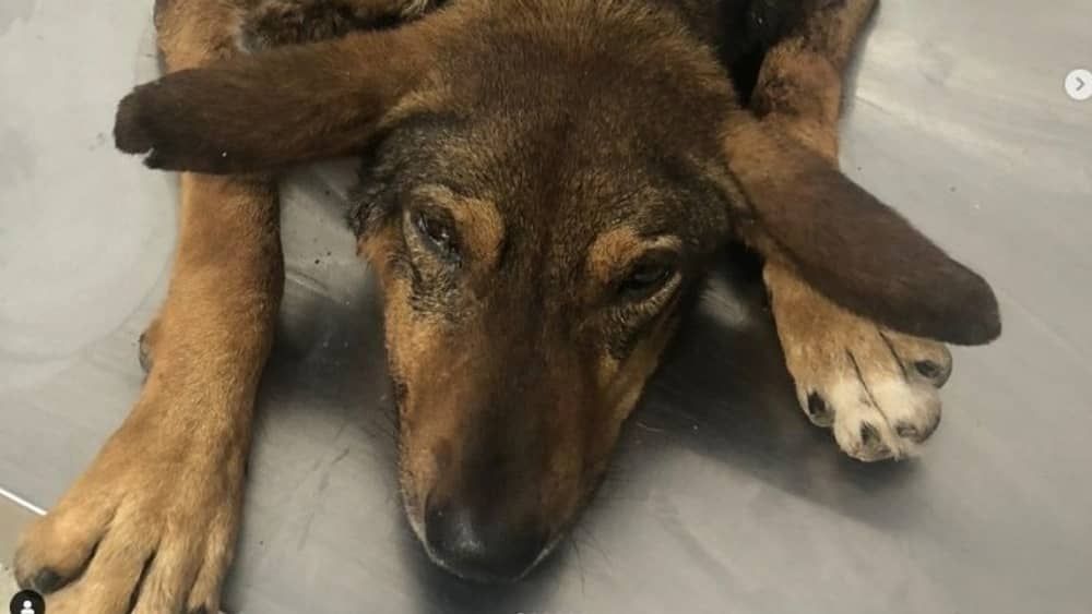ONG IDDA atua na recuperação do cão Francisco, vítima de violência em Ouro Preto