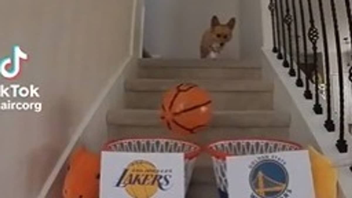 Cachorro 'vidente' aponta virada dos Warriors sobre os Lakers na NBA; assista