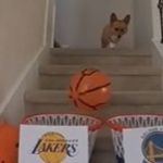 Cachorro 'vidente' aponta virada dos Warriors sobre os Lakers na NBA; assista