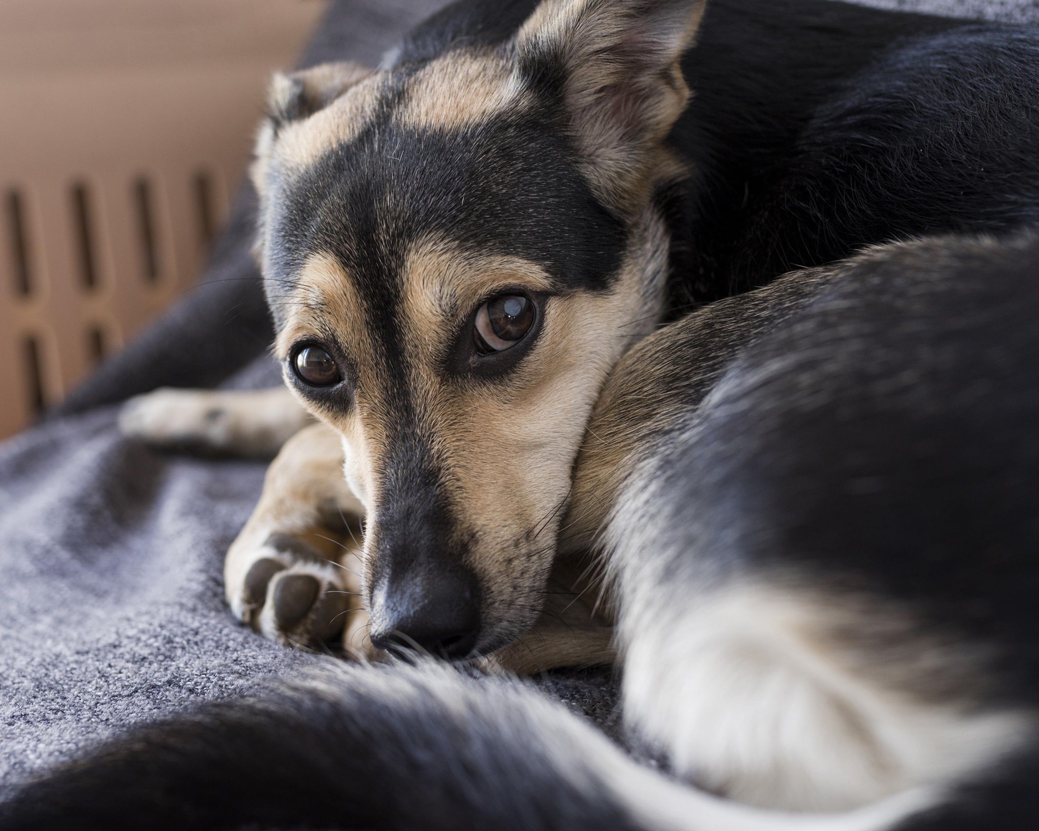 Adoção de cães idosos ou com deficiência pode transformar a vida dos tutores