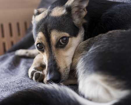 Caso tutor tenha dificuldades para escovar os dentes do pet, pode recorrer a alternativas complementares, mas sempre sob orientação veterinária
