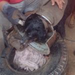 Vídeo: bombeiros salvam rottweiler que prendeu cabeça em roda de caminhão  