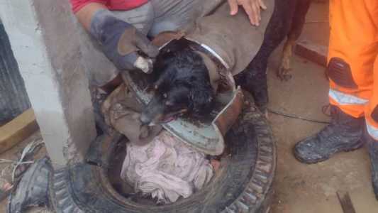 Cachorro apresentava sinais de cansaço e ficou calmo durante o salvamento