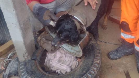 Cachorro apresentava sinais de cansaço e ficou calmo durante o salvamento