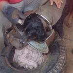 Vídeo: bombeiros salvam rottweiler que prendeu cabeça em roda de caminhão
