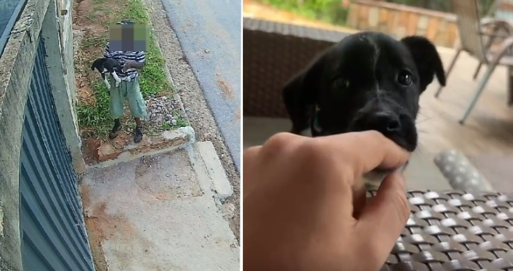 Vídeo: cachorrinho Torresmo, arremessado por cima de muro em BH' é adotado: 'feliz'