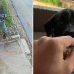 Vídeo: cachorrinho Torresmo, arremessado por cima de muro em BH' é adotado: 'feliz'