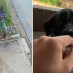 Vídeo: cachorrinho Torresmo, arremessado por cima de muro em BH' é adotado: 'feliz'