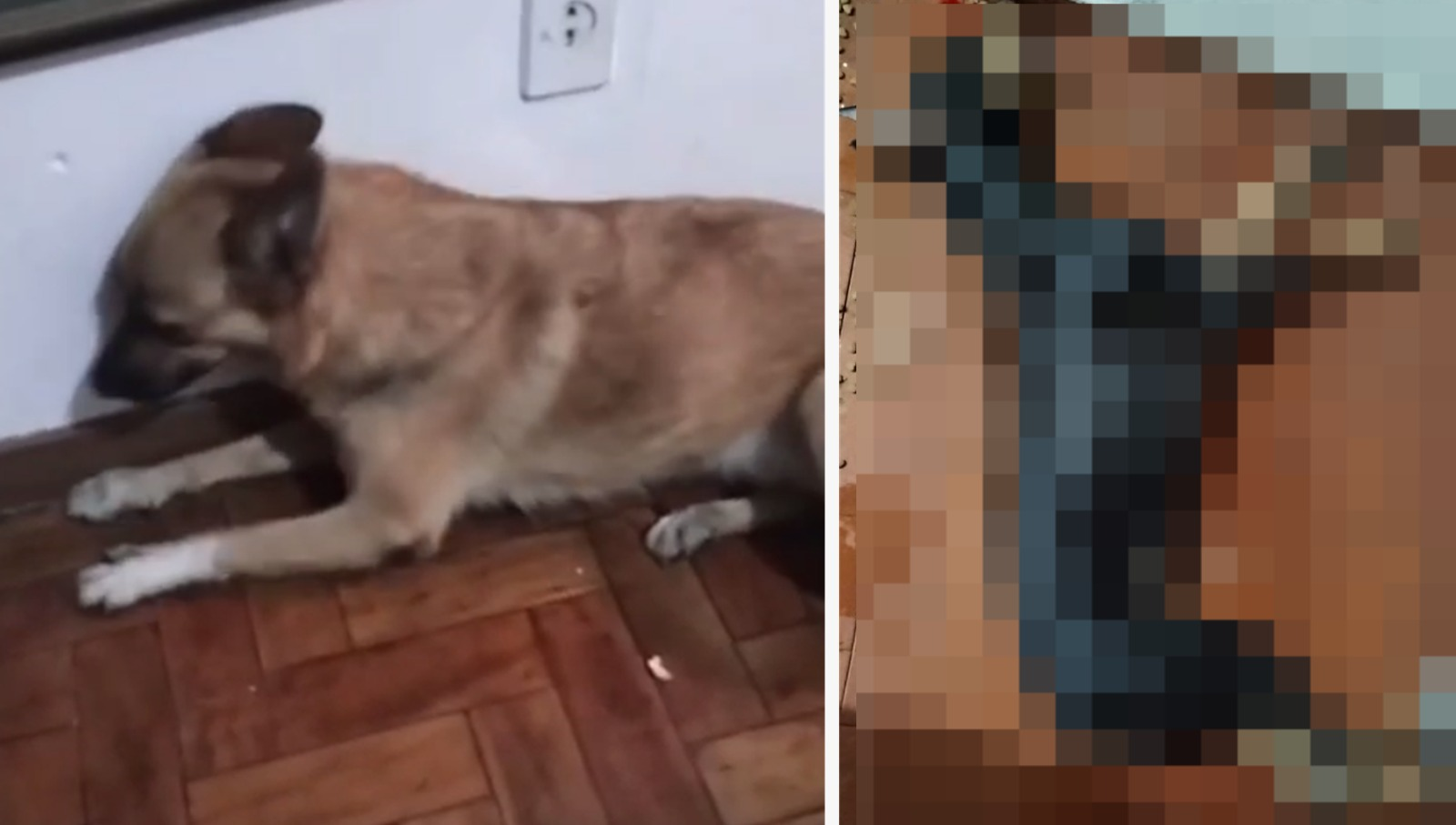 Cães morrem após comerem encomenda de cafeína arremessada por entregador em BH