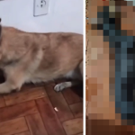 Cães morrem após comerem encomenda de cafeína arremessada por entregador em BH